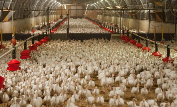 Francia entró en "alerta máxima" por la expansión de la gripe aviar: qué implica