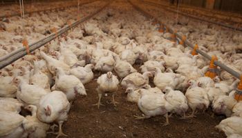 Gripe aviar: productores piden una medida para evitar la "extinción como sector"