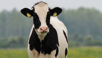 Alerta global: estudian un contagio de gripe aviar en vacas lecheras
