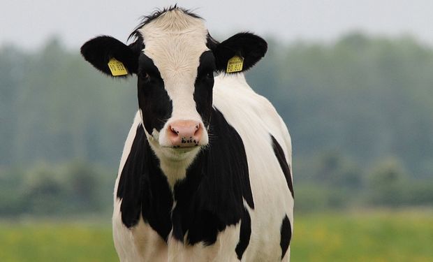Alerta global: estudian un contagio de gripe aviar en vacas lecheras
