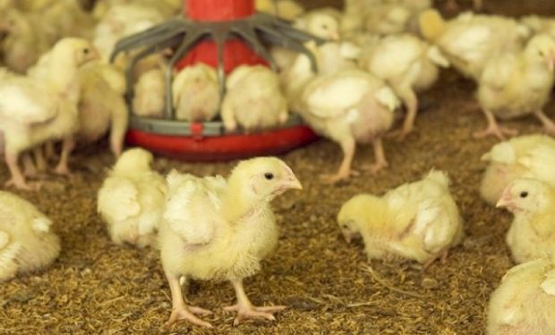 Gripe aviar: el virus se propaga en Europa y Asia y crece la alerta
