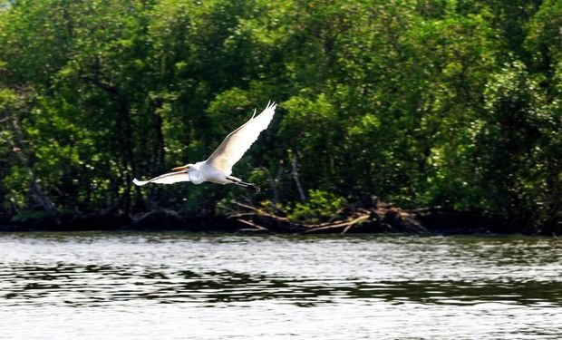 O Brasil já tem 31 casos de gripe aviária confirmados. Foto: Tania Rego/Agência Brasil