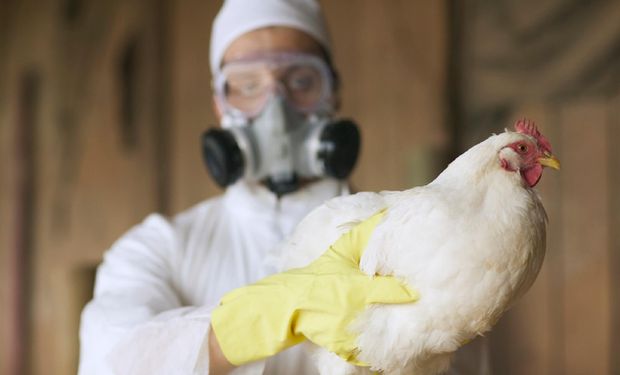 Segundo o Ministério da Saúde, o vírus não infecta humanos com facilidade e geralmente a transmissão de pessoa para pessoa não é sustentada