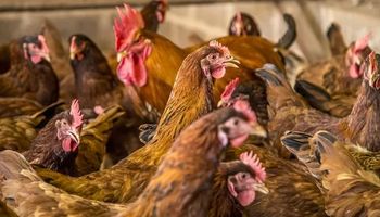 Santa Catarina emite alerta máximo para gripe aviária