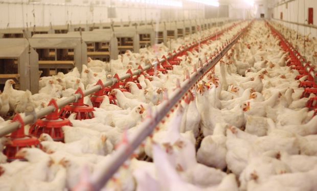 É praticamente impossível que aves comerciais entrem em contato com aves selvagens no Brasil, diz especialista. (foto - Fecoagro-RS)