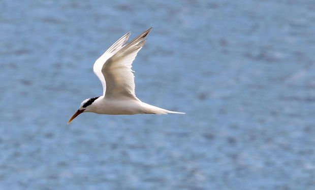 Mapa alerta a população para que não recolham as aves que encontrarem doentes