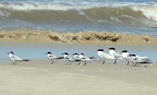 A descoberta da doença em aves silvestres no Paraná, que responde por 35,54 % da produção de frango do país, acende mais um sinal de alerta.