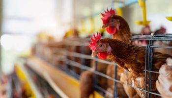 ABPA e avicultores reforçam vigilância após caso de gripe aviária no RS