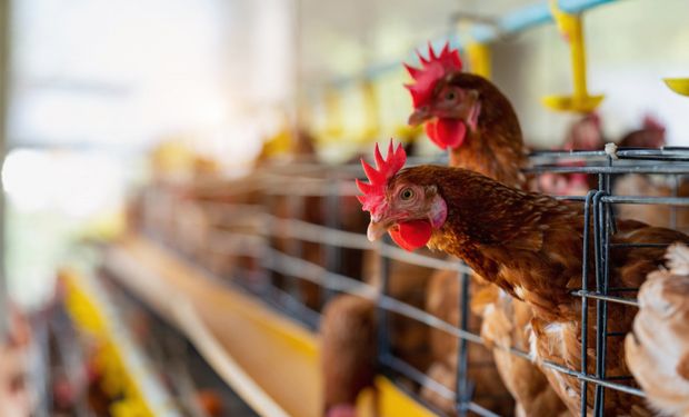 Este foi o sexto foco da doença no RS, mas nenhum em granja comercial