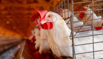 Secretários de Agricultura cobram Mapa mais rigor nas regras contra gripe aviária