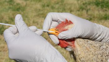 Senado aprova R$ 200 milhões para combate à gripe aviária