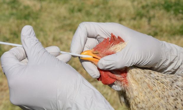 Aves marinhas estão mostrando sinais de desenvolvimento de imunidade à gripe aviária. (foto - olustrativa)