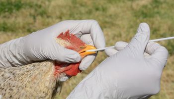 Após Colômbia, Peru e Equador reportam casos de influenza aviária