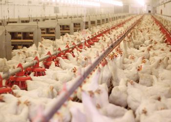 Mapa prorroga por 180 dias emergência zoossanitária por gripe aviária no Brasil