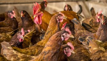 Gripe aviária no Brasil traria prejuízo de R$ 13,4 bilhões, diz Anffa