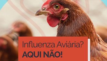 Mapa lança campanha: Influenza Aviária? Aqui não!