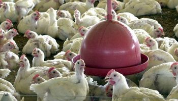 MP que liberou crédito para combater gripe aviária vence nesta terça-feira