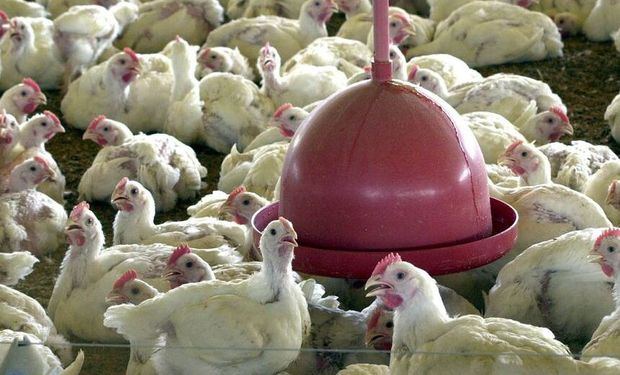 Apesar do aumento dos casos no país, ainda não houve registro de gripe aviária em plantéis comerciais.