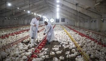 CNA debate gripe aviária e medidas de segurança sanitária no Brasil