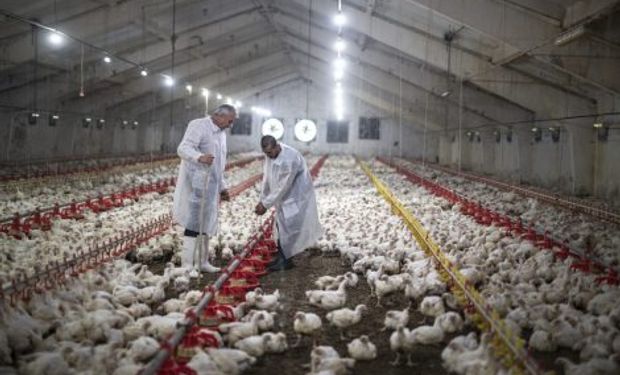 Estados do Sul suspenderam eventos com aves por 90 dias. (foto - banco OIE)