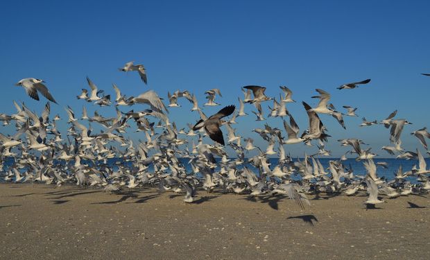 O país asiático decidiu pelo embargo após casos de gripe aviária em aves de subsistência. (foto - divulgação)