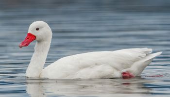 Rio Grande do Sul confirma foco de gripe aviária em aves silvestres na Reserva do Taim