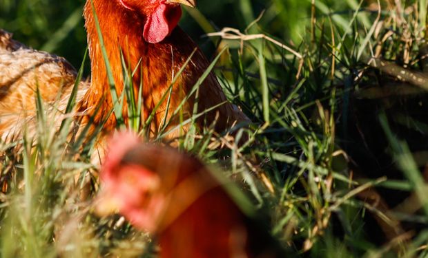 Gripe aviária já matou centenas de milhões de aves em todo o mundo. (foto - banco de imagens)