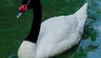 Uruguai confirma seu primeiro caso de gripe aviária em animal silvestre