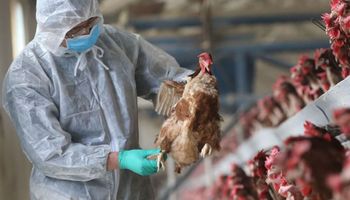 Gripe aviar: Estados Unidos aseguró que está a 18 meses de encontrar la vacuna