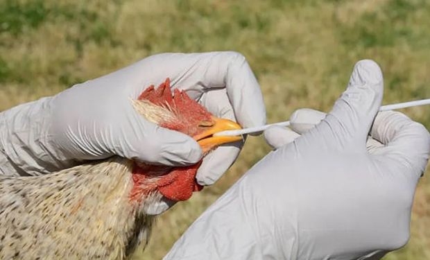 Gripe aviar: Nación pagará 2204 millones de pesos a ocho empresas avícolas para compensar los sacrificios sanitarios
