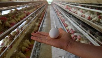Gripe aviária chega a 65 km da capital nacional do ovo