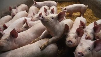 Alerta en Reino Unido por el primer caso de gripe porcina en humano
