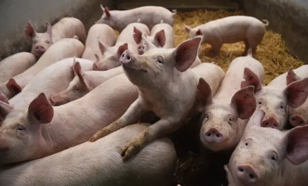 Alerta en Reino Unido por el primer caso de gripe porcina en humano