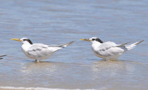 A maioria é em aves das espécies Thalasseus acuflavidus (nome popular trinta-réis-de-bando) e Thalasseus maximus (trinta-réis-real)