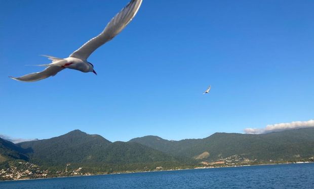 Na última atualização, o Mapa confirmou mais três focos da doença, subindo os casos para 67 – dois casos em aves de subsistência e 65 em aves silvestres.