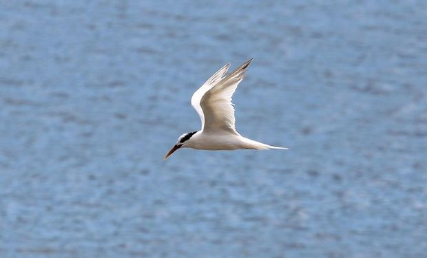 Estado paulista soma sete casos positivos da doença, todos em aves silvestres, positivadas também nos municípios de Ubatuba, Caraguatatuba e Guarujá