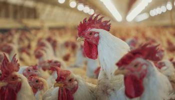 Gripe aviar: se suma otro brote en un establecimiento de aves comerciales de Buenos Aires