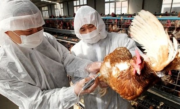 Sacrifican casi 19 millones de aves en Corea del Sur tras un brote de gripe aviar