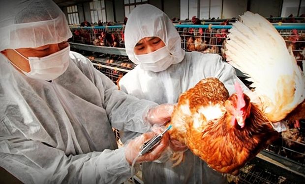 Japón en alerta por nuevo foco de gripe aviar.