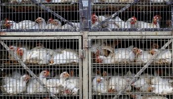 Alerta en Europa por casos de gripe aviar