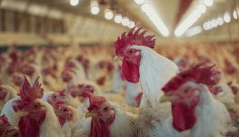 El establecimiento de línea genética en donde se detectó gripe aviar y las medidas que tomó el Senasa