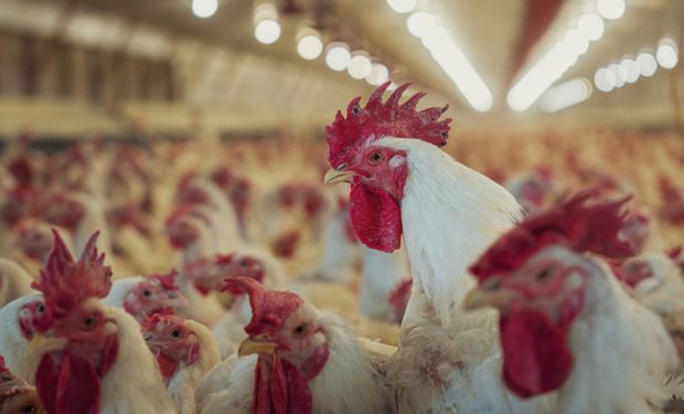 El establecimiento de línea genética en donde se detectó gripe aviar y las medidas que tomó el Senasa