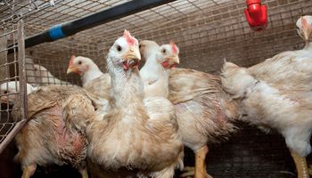 Descubren variante de gripe aviar altamente contagiosa