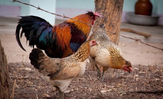 Gripe aviar: Vietnam confirmó el primer brote de H5N8