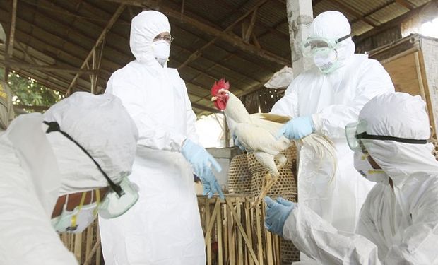 Según el USDA, casi 8 millones de aves (pollos y pavos) podrían estar afectados por el virus H5N2, cuya mortalidad es del 90%.