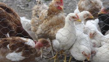 Exportaciones avícolas estadounidenses, afectadas por la Gripe Aviar