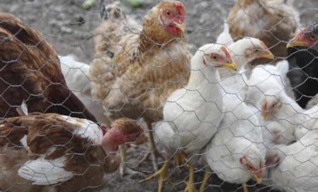 Debido al brote de gripe aviar, diversos países han restringido sus importacionesde pollo y huevo, entre ellos México.