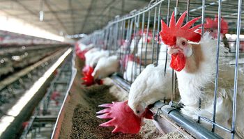 Gripe aviar: sacrifican aves en Japón