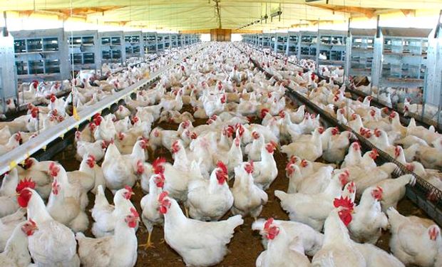 Gripe aviar en EE.UU. costaría US$ 700 millones.
