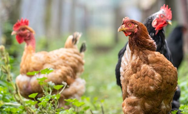 Argentina confirma caso de influenza aviária em aves domésticas